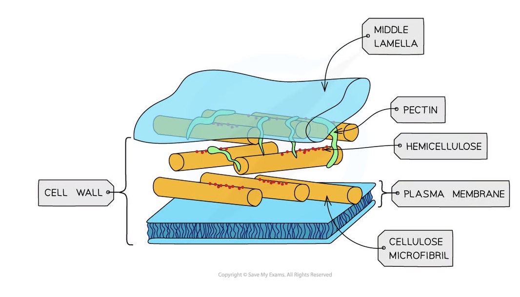 <ul><li><p>Made of cellulose in plants</p></li><li><p>Made of peptidoglycan in bacteria</p></li><li><p>Made of chitin in fungi</p></li><li><p>Freely permeable</p></li></ul><p></p>