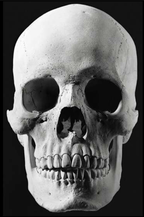 <p>Identify the nasal aperture </p>