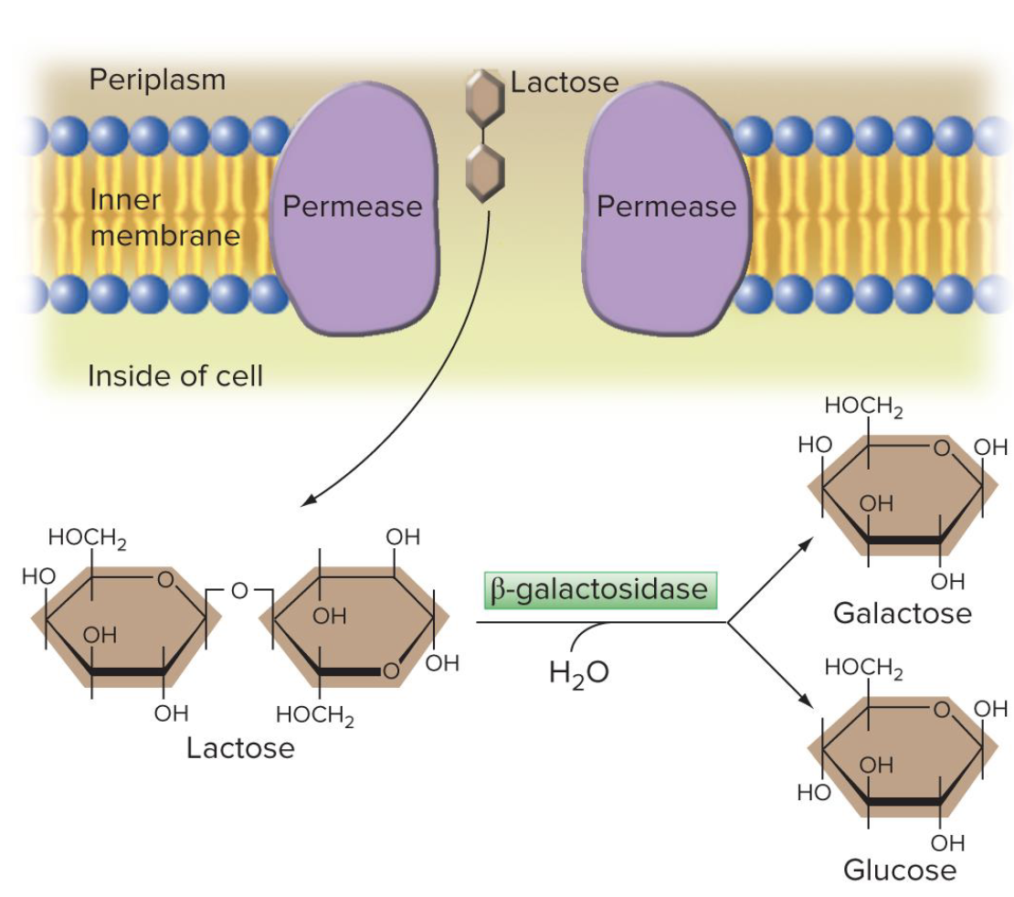 <ol><li><p>permease</p><ul><li><p>transports lactose into the cell</p></li></ul></li><li><p>beta-galactosidase</p><ul><li><p>splits lactose into glucose and galactose</p></li></ul></li></ol><p></p>