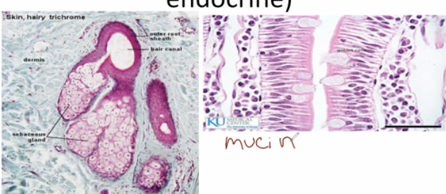 <p>glandular epithelium (exocrine NOT endocrine) what does it secrete and have?</p>
