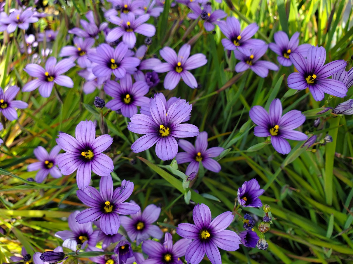 <p>Purple w/ yellow eye</p><p>Iridaceae</p><p>Native</p><p>Rocky outcrops &amp; grasslands</p>