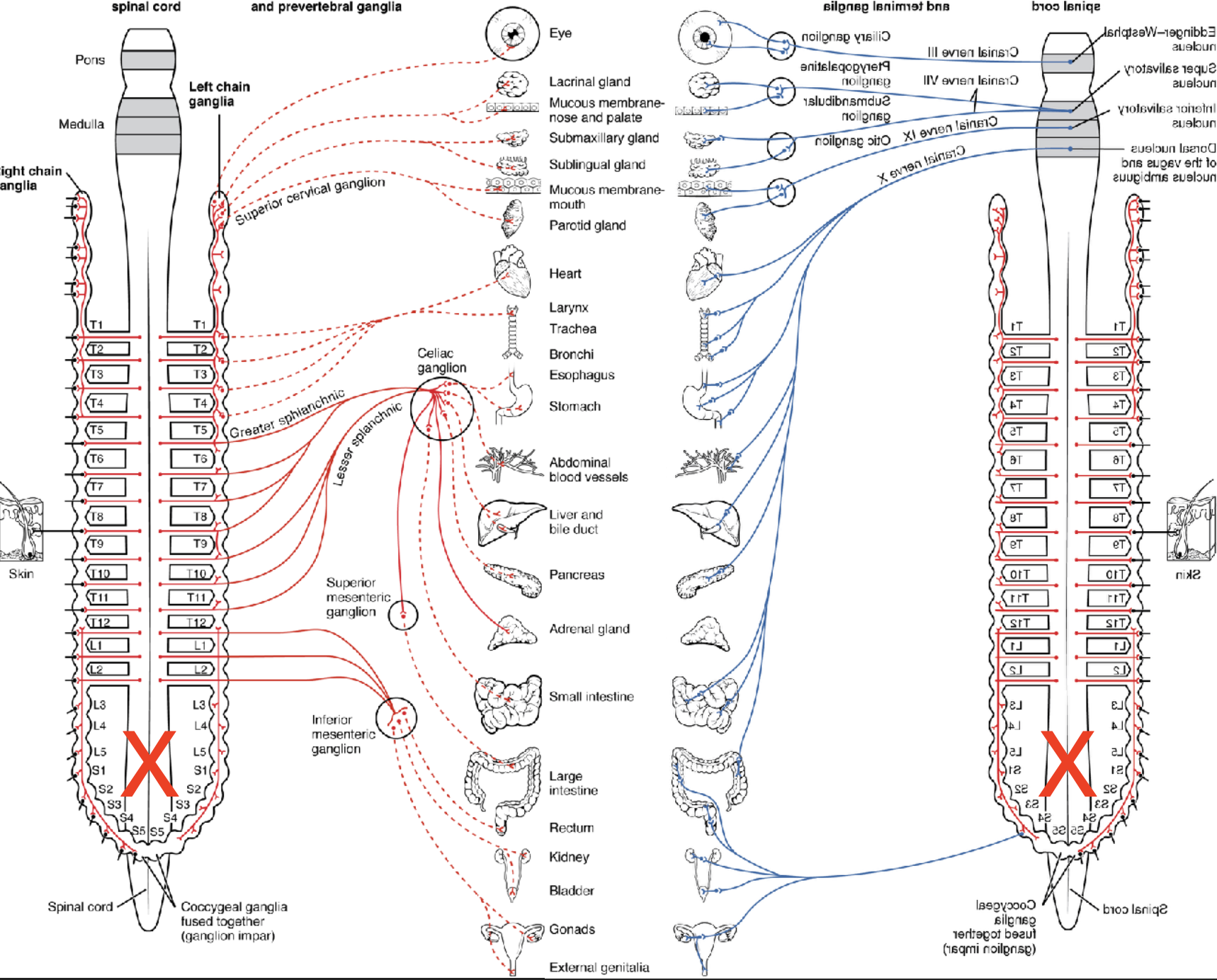 <p>Where is the autonomic ganglion located?</p>