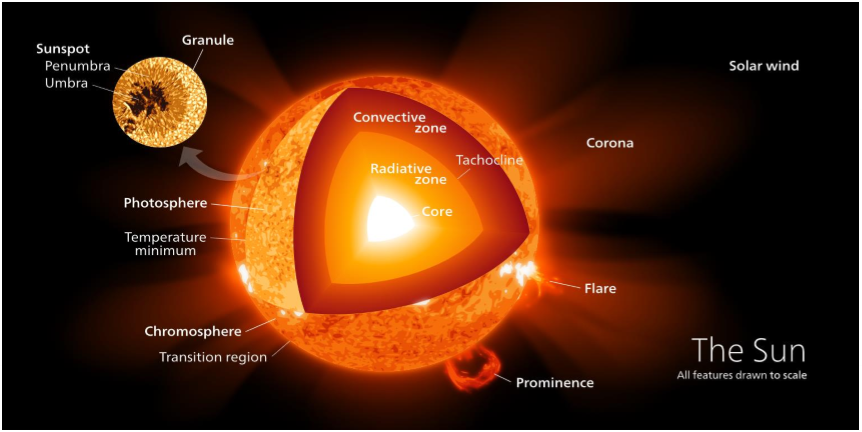 <p>Solens hoveddeler (fra innerst til ytterst):</p><ol><li><p><strong>Kjernen (Core)</strong></p><ul><li><p>Her foregår <strong>kjernefusjon</strong> – hydrogen blir omdannet til helium.</p></li><li><p>Det frigjøres enorme mengder energi i form av <strong>gammastråling</strong>.</p></li><li><p>Temperaturen er rundt <strong>15 millioner °C</strong>.</p></li><li><p>Dette er solens “motor”.</p></li></ul></li></ol><p></p><ol start="2"><li><p><strong>Strålingssonen (Radiative Zone)</strong></p><ul><li><p>Energien fra kjernen transporteres <strong>utover som stråling</strong> (fotoner).</p></li><li><p>Fotonene kolliderer konstant med partikler og bruker <strong>tusenvis av år</strong> på å komme gjennom.</p></li><li><p>Temperaturen synker fra ca. 7 millioner °C til 2 millioner °C.</p></li></ul></li></ol><p></p><ol start="3"><li><p><strong>Konveksjonssonen (Convective Zone)</strong></p><ul><li><p>Her fraktes energi videre ved <strong>konveksjon</strong>, altså varmebevegelse.</p></li><li><p>Varm gass stiger opp, avkjøles, og synker ned igjen i sirkulasjon.</p></li><li><p>Dette skaper de typiske <strong>granulerte mønstrene</strong> vi ser på soloverflaten.</p></li></ul></li></ol><p></p><ol start="4"><li><p><strong>Fotosfæren</strong></p><ul><li><p>Dette er <strong>solens “overflate”</strong>, den delen vi ser.</p></li><li><p>Temperaturen er rundt <strong>5500 °C</strong>.</p></li><li><p>Her oppstår <strong>solflekker</strong> (mørkere, kjøligere områder).</p></li><li><p>Lyset vi ser fra sola kommer herfra.</p></li></ul></li></ol><p></p><ol start="5"><li><p><strong>Kromosfæren</strong></p><ul><li><p>Et tynt lag over fotosfæren, synlig som et <strong>rødt bånd</strong> under solformørkelser.</p></li><li><p>Temperaturen stiger igjen – opp til ca. <strong>20 000 °C</strong>.</p></li></ul></li></ol><p></p><ol start="6"><li><p><strong>Koronaen</strong></p><ul><li><p>Solens <strong>ytterste atmosfære</strong>, som strekker seg langt ut i rommet.</p></li><li><p>Ekstremt varm (opp mot <strong>1–2 millioner °C</strong>) på grunn av magnetiske prosesser.</p></li><li><p>Herfra sendes <strong>solvinden</strong>, en strøm av ladde partikler, ut i solsystemet.</p></li></ul></li></ol><p></p>