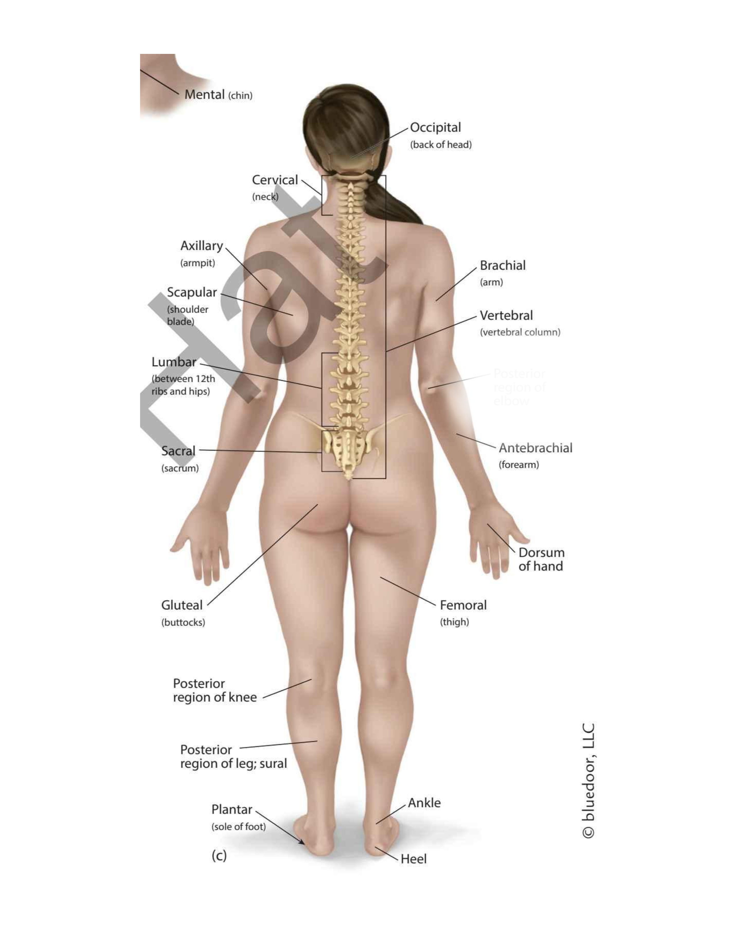 <p>(back elbow)</p>