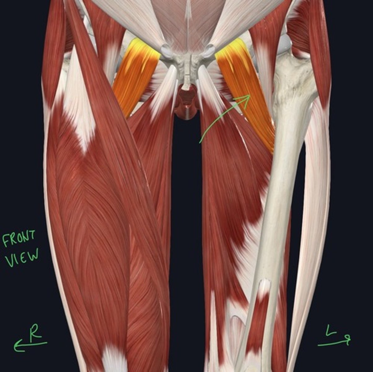 knowt flashcard image
