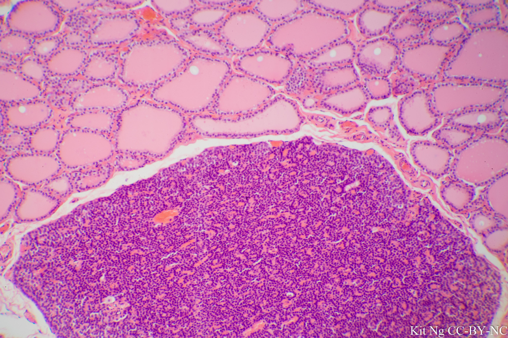 <p>Three cell types in the image include:</p>