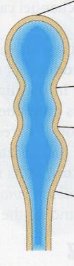 <p>middle primary brain vesicle</p>