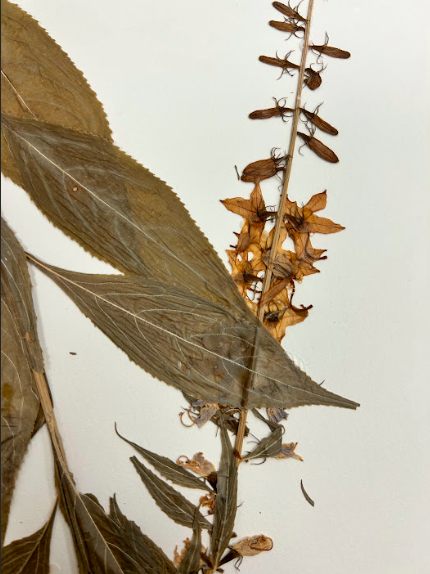 <p>Campanulaceae</p><p><em>Campanula</em></p>