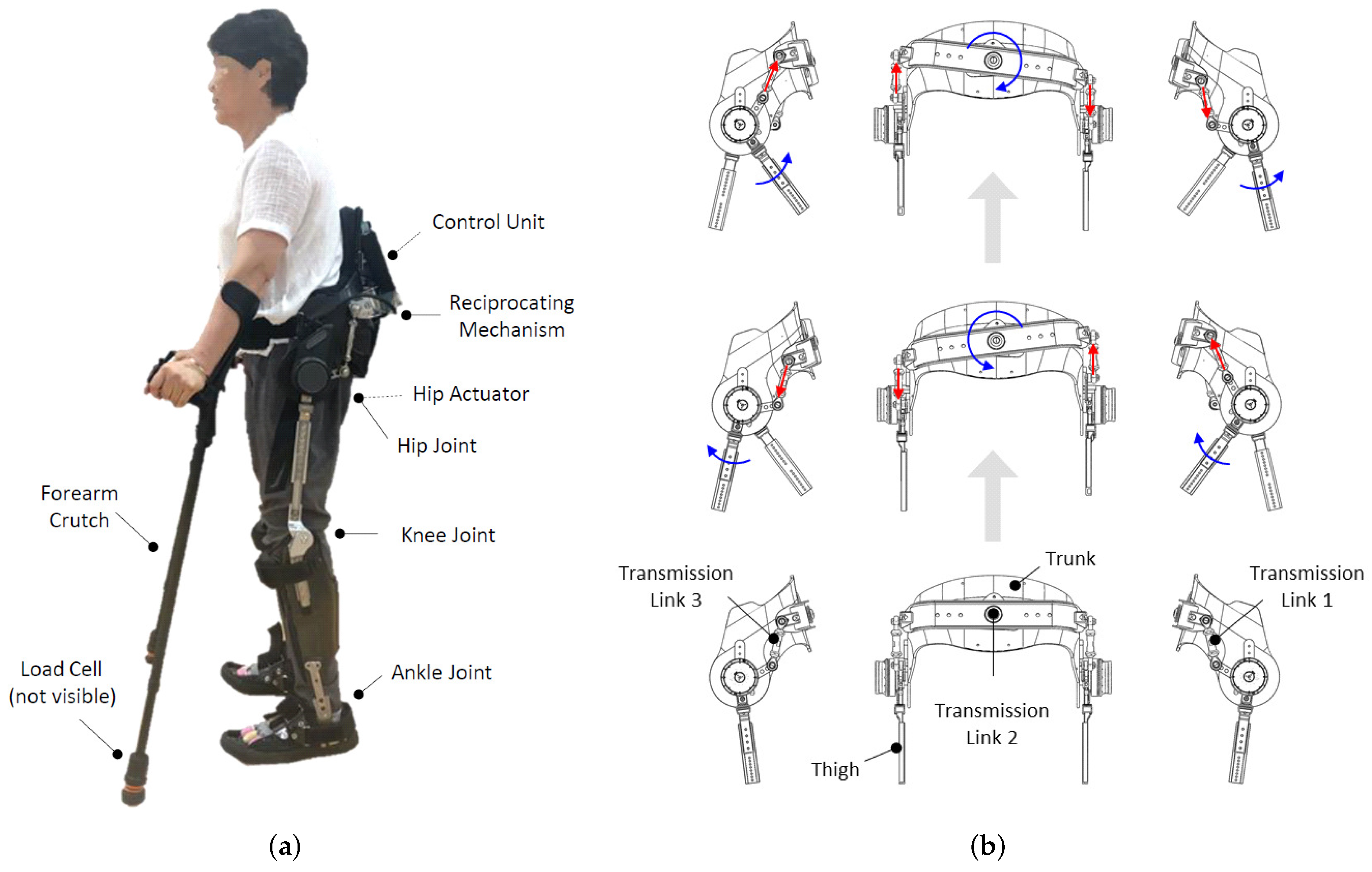 <p>- initial use: 3-6 years</p><p>- provide contralateral hip extension with ipsilateral hip flexion</p>