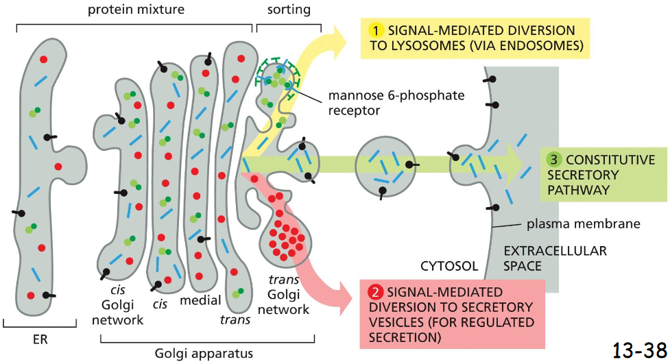 <p>elected cargos are stored in secretory vesicles in specialized cells until an extracellular signal arrives. </p><p>Pathway 3 operates to deliver proteins and others to cell surface Constitutively in un-polarized cells. In polarized cells, a specific signal is needed to direct them to specific domains</p>