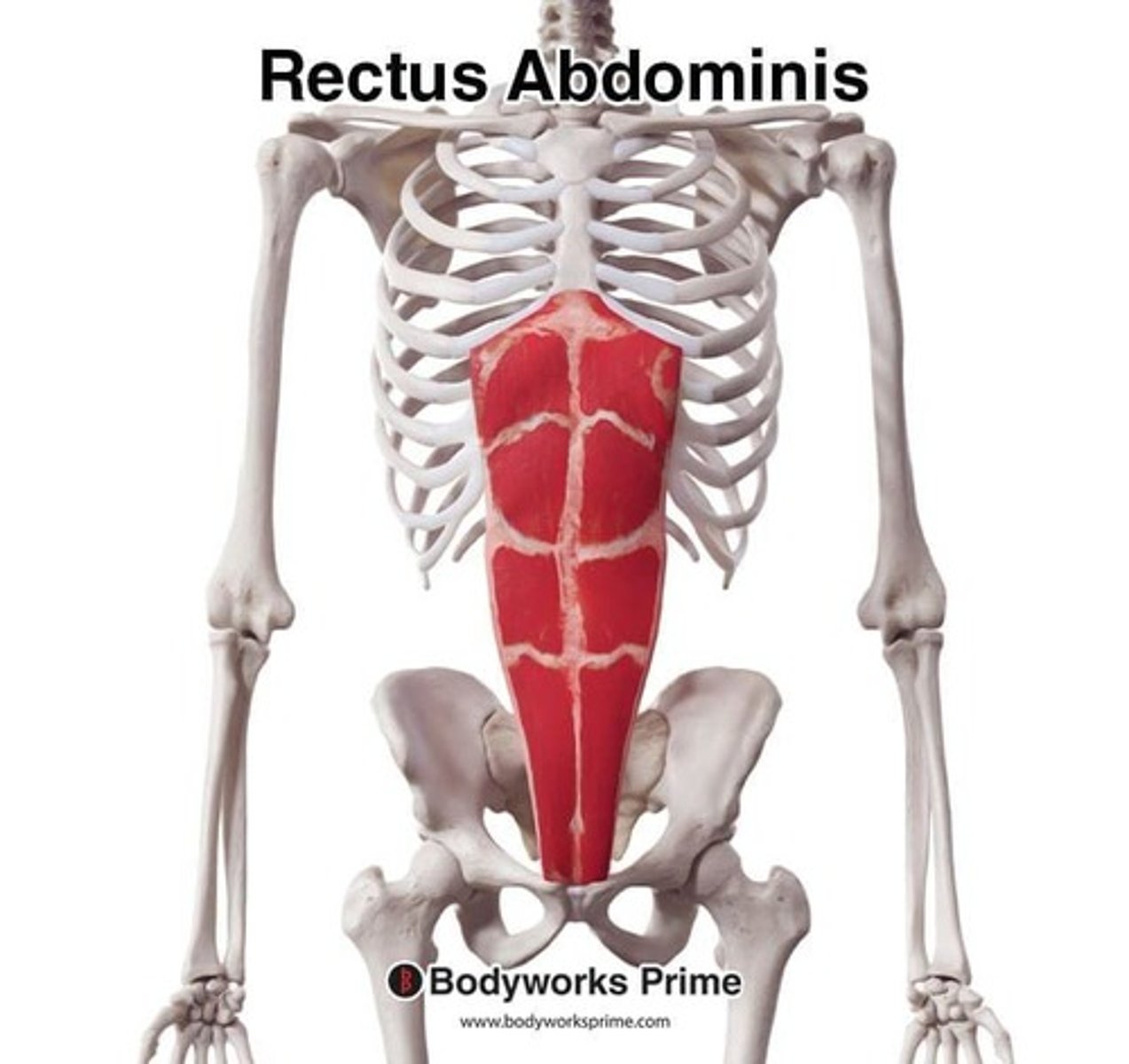 <p>Location: Front abdomen. Bones Associated: Pubis, ribs. Origin: Pubic crest. Insertion: Ribs 5-7 & xiphoid process.</p>