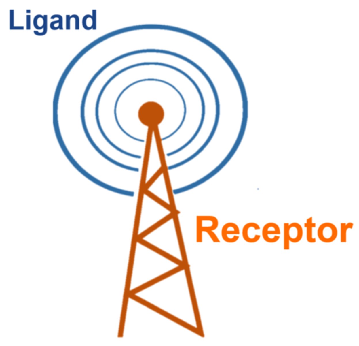 <p>The target cell's detection of a signal molecule coming from outside the cell.</p>
