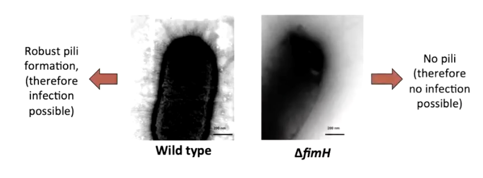 <ul><li><p>Cannot form pili → no infection</p></li><li><p>Shows FimH is <strong>necessary</strong> for pili assembly</p></li><li><p>Is FimH alone <strong>sufficient</strong> for adhesion/internalization? → needs testing</p></li></ul><p></p>
