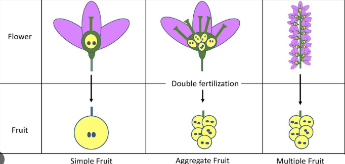 <ol><li><p>several </p></li><li><p>several flowers</p></li><li><p>pineapple, fig</p></li></ol><p></p>