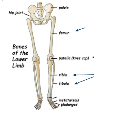 <p>What bone is this?</p>