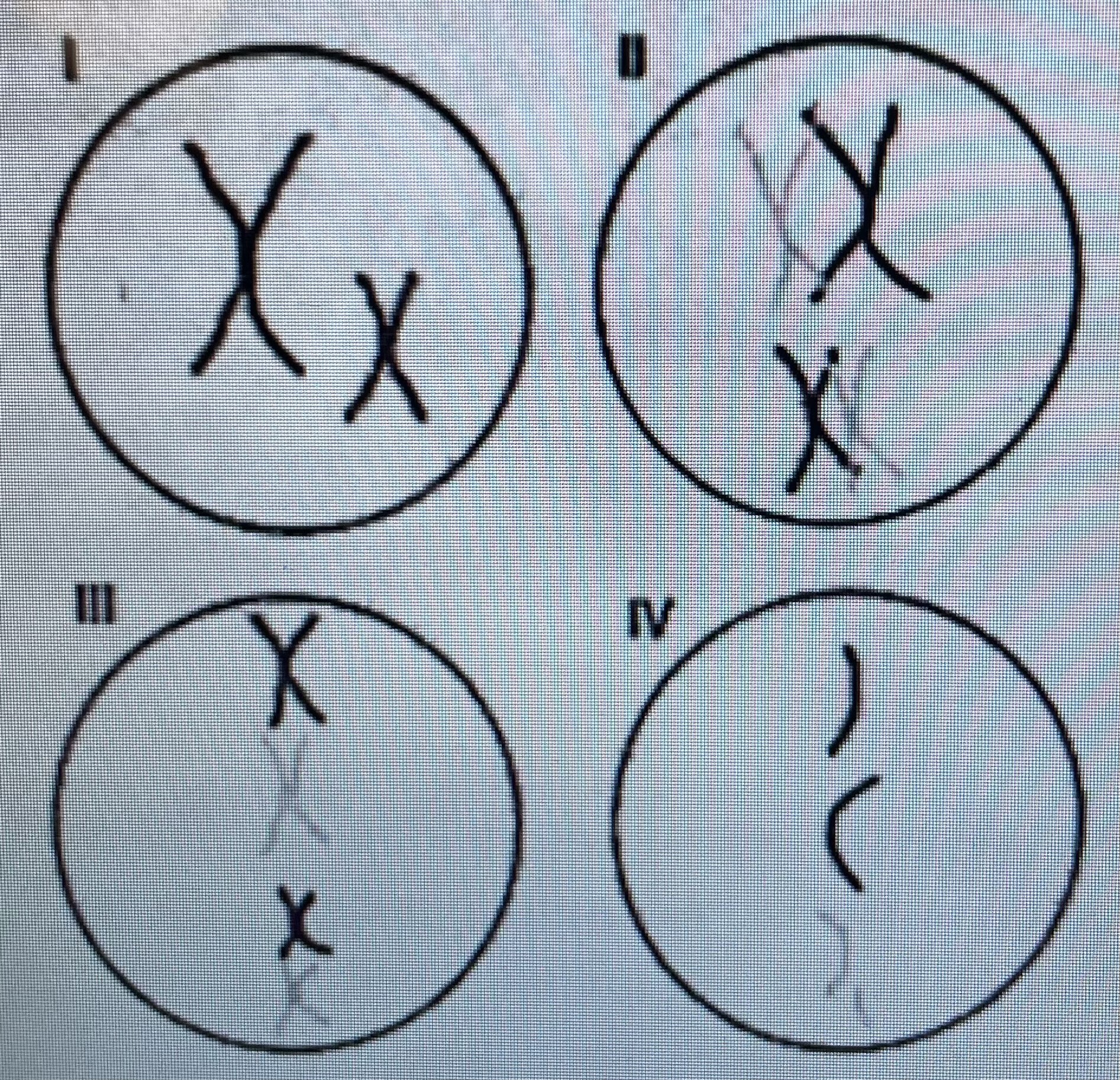 <ol start="12"><li><p>Compare and contrast stages of meiosis. Which of the following images depicts a cell in Metaphase II?</p></li></ol><p>a. I b. II c. III d. IV</p>