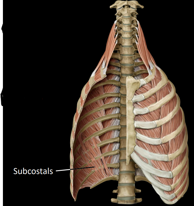 <p>only present on posterior thoracic wall</p><ul><li><p>fibers can span 2-3 intercostal spaces</p></li><li><p>depress ribs during forced exhalation</p></li><li><p>superolateral to inferomedial</p></li></ul><p></p>