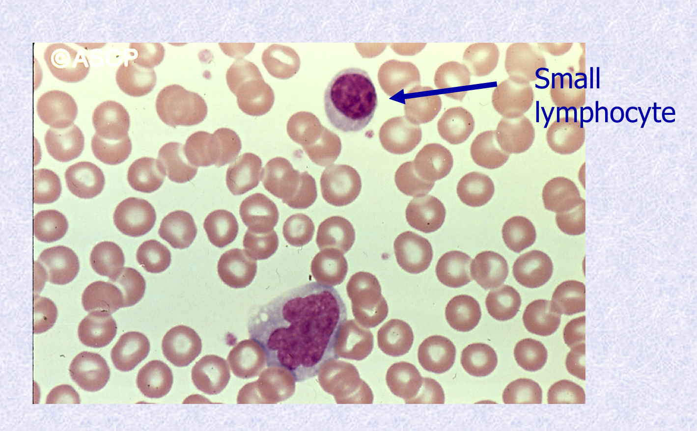 <p>What cell type is shown?</p>