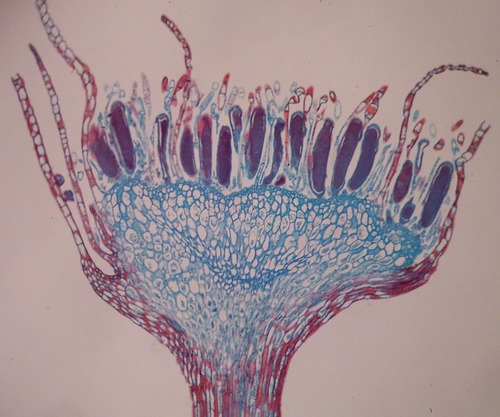 living moss specimens are Mnium, Polytrichum, and Sphagnum