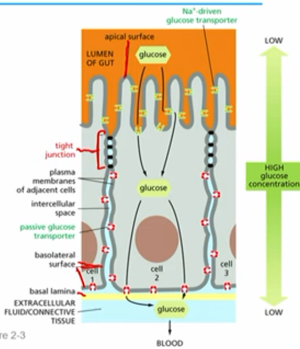 <p>glucose conc. (low outside ep cell, high in centre of ep cell) maintained by transporters being on the right side (apical vs basolateral) by tight junctions</p><p>how?</p><p>glucose found in lumen of gut - food filled cavity lined with epithelial cells</p><p>apical side contains:</p><p> sodium driven (active) glucose transporters (kept on apical side by tight junctions) →high conc. glucose pumped in cell</p><p>basolateral side contains:</p><p>passive glucose transporter proteins (kept on that side by tight junctions)→glucose leaves cell (eg. thru bottom; basal lamina to blood)</p><p></p><p>glucose has to go through cell; cant passively diffuse to blood/connective tissue</p>