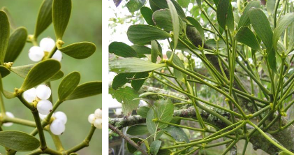 <p>Viscaceae</p><p>phoradendron leucarpum</p>