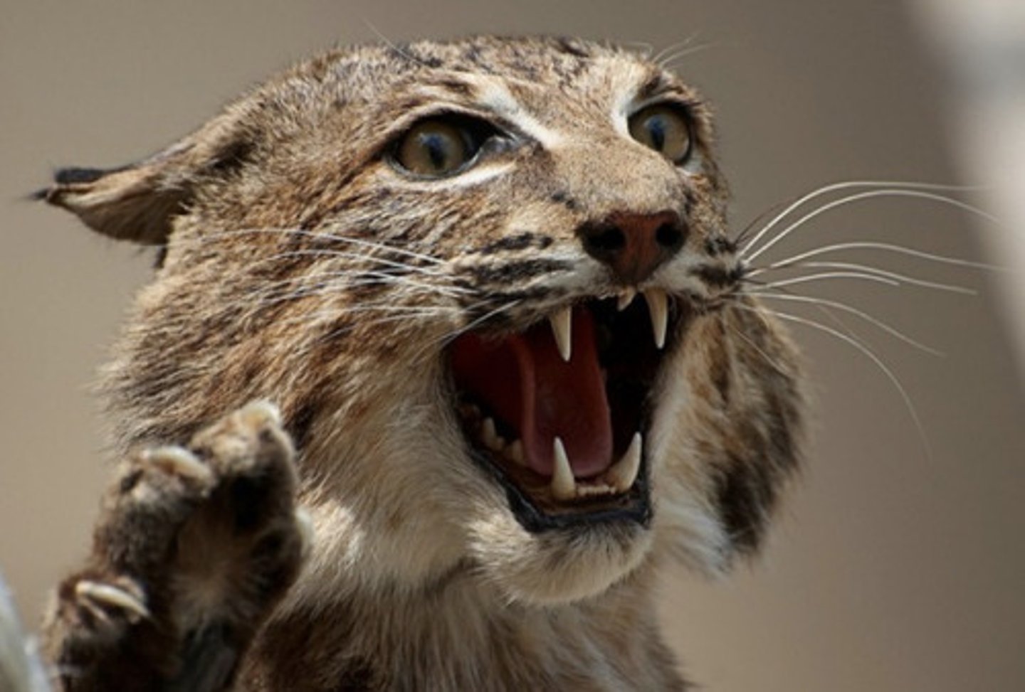 <p>What is the most common mode of transmission for rabies?</p>