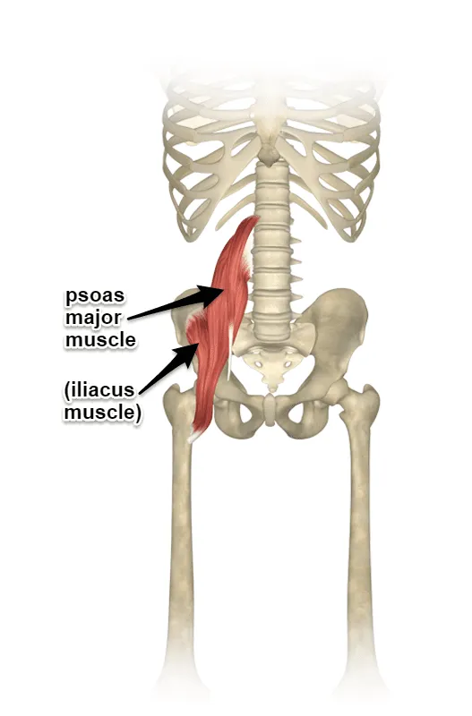 <ul><li><p>Action: Flexes the thigh</p></li><li><p>Innervation: Femoral</p></li><li><p>Origin: Iliac Fossa</p></li><li><p>Insertion: Lesser Trochanter</p></li></ul><p></p>