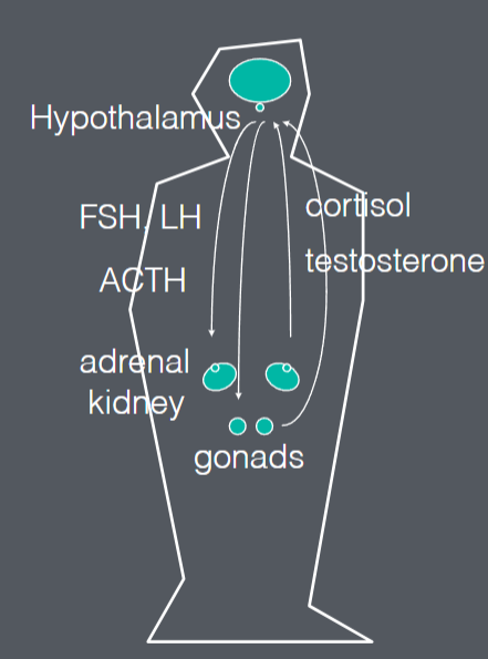 <p><span>Hormones</span></p>