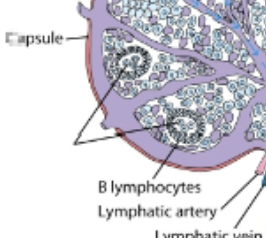 <p>inside lymph nodes. contains proliferating B cells &amp; plasma cells interspersed with macrophages &amp; dendritic cells. </p>