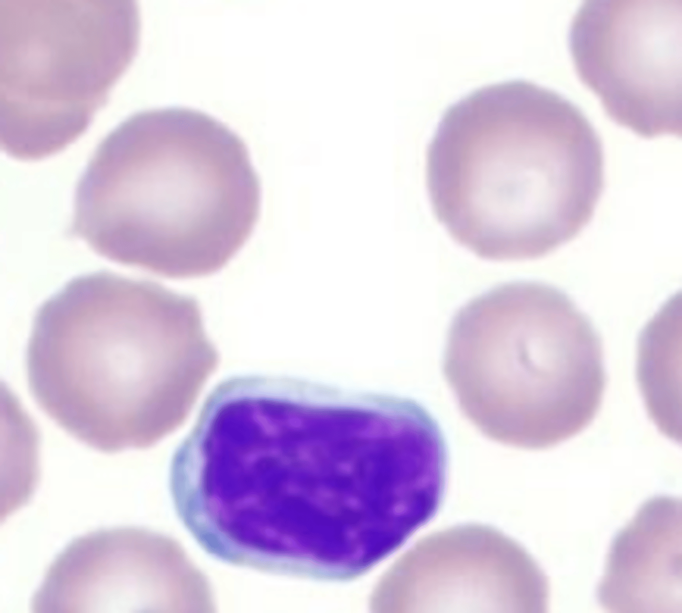 <p>what leukocyte is this?</p>