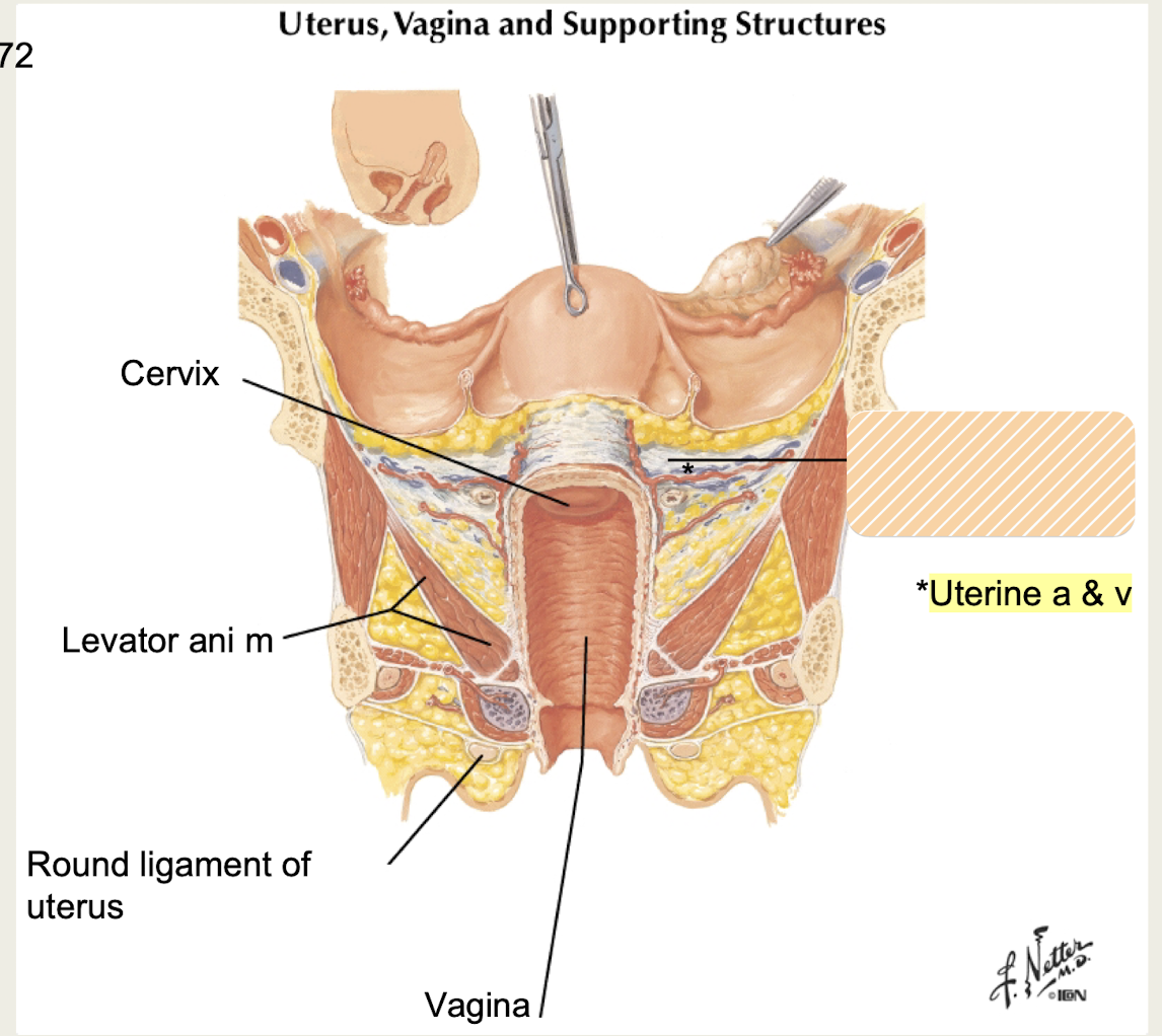 <p>bilateral ligaments that <strong>attach cervix and superior portion of vagina to lateral wall</strong></p><p>contain <strong>uterine artery and vein*</strong></p>