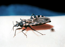 <p>Caused by : Trypanosome Cursi </p><p>type: Flagellated protozoan </p><p>Vector: reduvilf bug (kissing bug ) </p><ul><li><p>feed primarily on the face</p></li><li><p>poops in the wounds = pathogen introduced </p></li><li><p>usually an acute infection </p><ul><li><p>fever</p></li><li><p>swollen glands </p></li></ul></li></ul><p></p>
