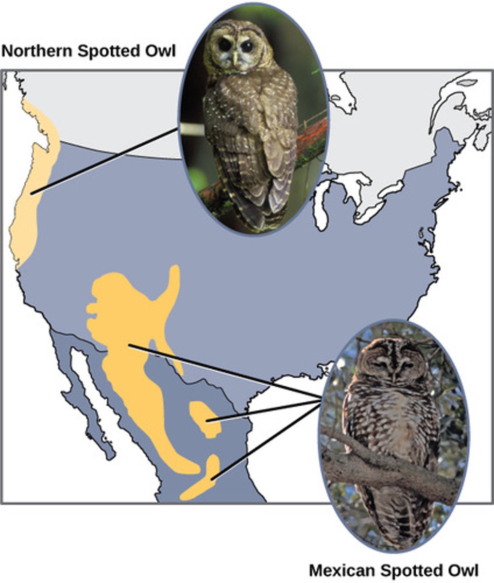 <p>allopatric speciation</p><p>(Note: interbreeding prevented by barrier)</p>