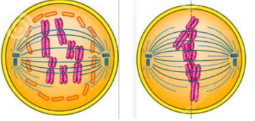 <ul><li><p>chromosomes attach to spindle fibres by their centromere</p></li><li><p>they are pulled by the microtubules so they line up along the equator of the spindle</p></li></ul>