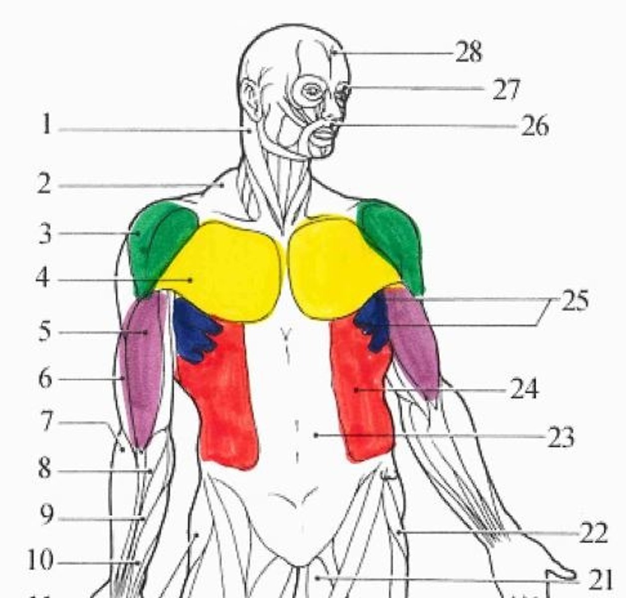 <p>red muscle</p>