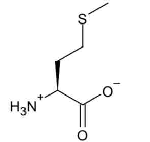 <p>Methionine </p>