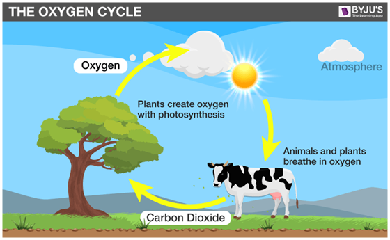Describe what happens in the oxygen-carbon cycle.