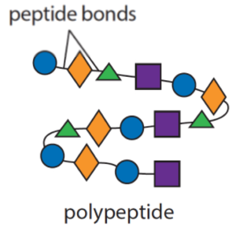<p>the primary structure of proteins is the <strong>long chain of amino acids</strong>. proteins differ in the variety, number and order of amino acids.</p>