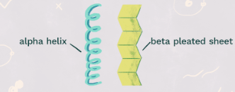 <p><strong><span>Secondary: the polypetide begins to twist and can either form a coil or a zigzag pattern</span></strong><span>&nbsp;</span></p>