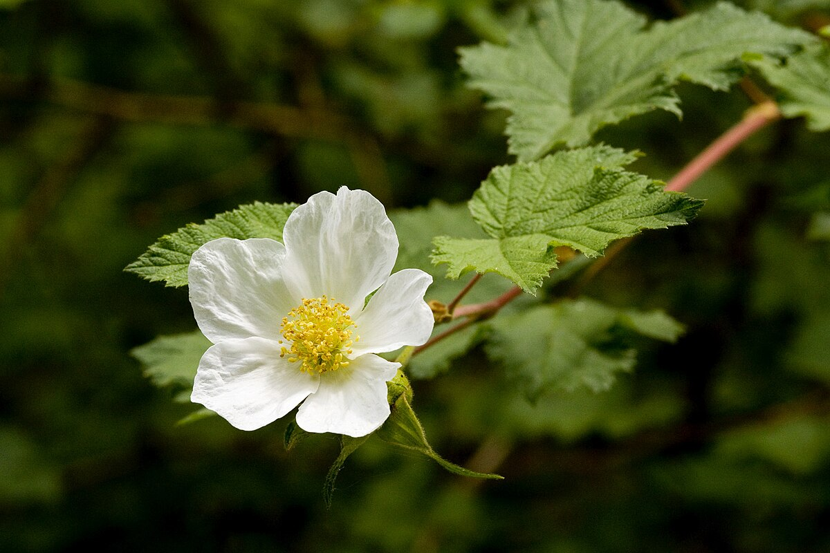 <p>New Mexico Raspberry</p>
