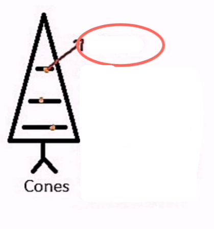 <p>The protein of cones.</p>