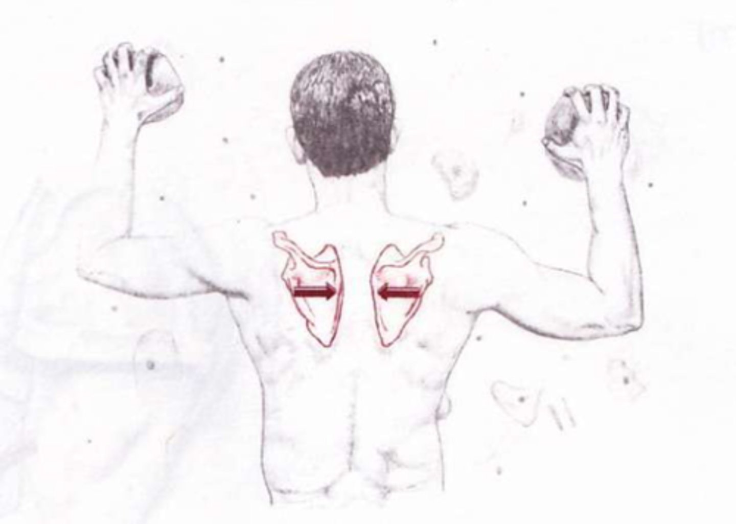 <p>Adduction of scapula; shoulder blades move toward the midline.</p>
