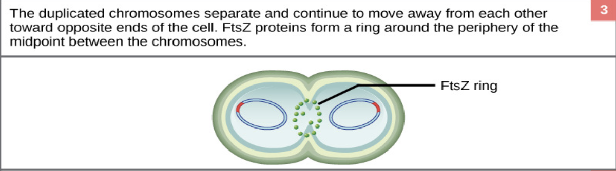 <ul><li><p>The cell <strong>grows longer</strong>, pulling the two DNA molecules apart toward opposite ends of the cell</p></li></ul><p></p>