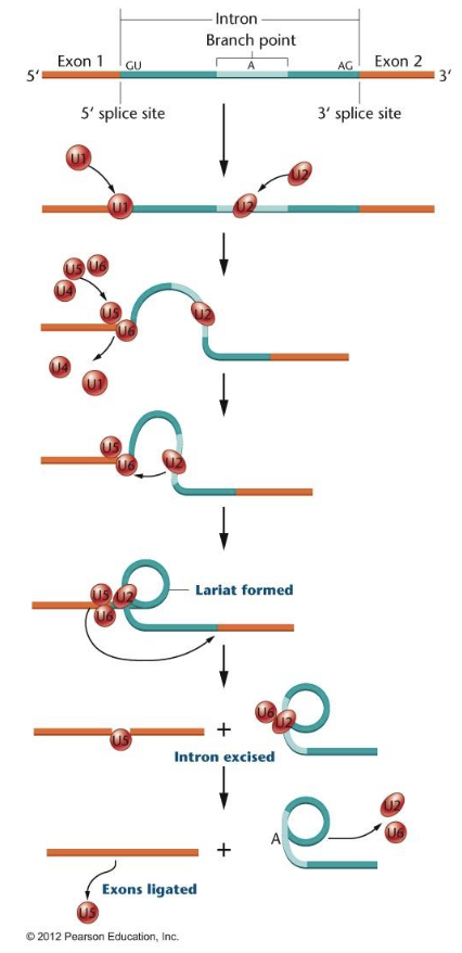 <ul><li><p><span>spliceosome is made of subunits consisting of both RNA and protein&nbsp;</span></p><ul><li><p><span>subunits called snRNP (small nuclear ribonucleoprotein)</span></p></li></ul></li><li><p><span>RNA subunits base pair with RNA sequences called splice sites within the intron</span></p><ul><li><p><span>5’ splice site</span></p></li><li><p><span>3’ splice site</span></p></li><li><p><span>branch point A</span></p></li></ul></li><li><p><span>loops out intron</span></p></li><li><p><span>exons covalently bonded together</span></p></li><li><p><span>introns released as a lariat and likely degraded</span></p></li></ul><p></p>