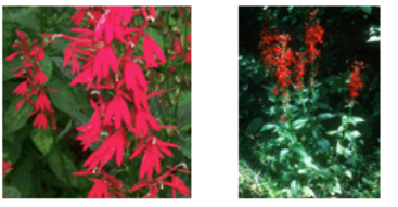 <p>Nicotine-like alkaloids cardiopulm depression</p>