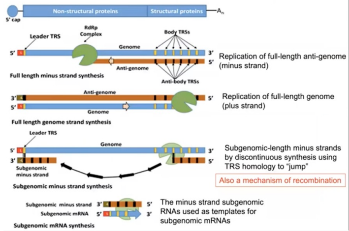 Repeat sequences at the 3’ end of the genome are homologous to 5’ end

* When making the (-) strand, strand jumps and binds to the 5’ repeat and makes an mRNA with the 5’ portion connected to the genes at the 3’ end
* This can occur at each repeat making a series of sub-genomic (-) strands that are made into mRNA since they have the 5’ region of the genome