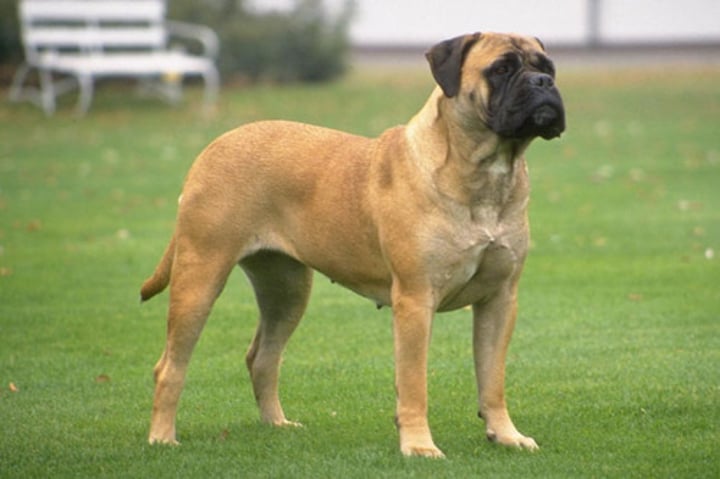 <p>- Working group<br>- Giant (100-130 lbs)<br>- Bred to protect game against poachers<br>- Fawn, red, or brindle with black mask</p>