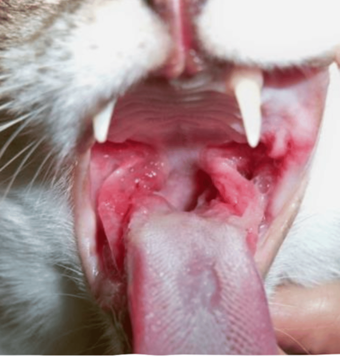 <p>what is the problem with this cat?</p>