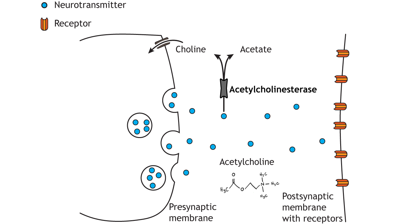 <p>How are neurotransmitters removed from the synaptic cleft?</p>