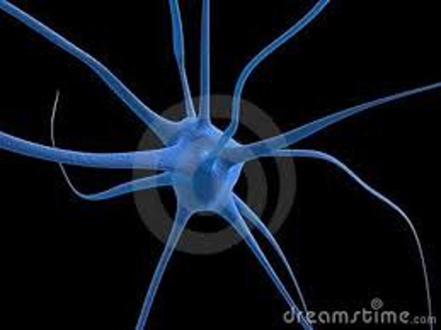 <p>nerve, nervous system, tendon</p>